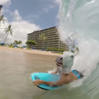 funny bodyboarding